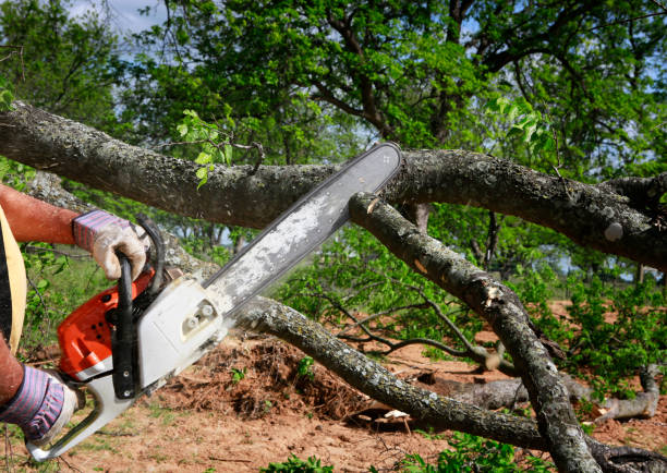 Best Affordable Tree Service  in Holiday Island, AR